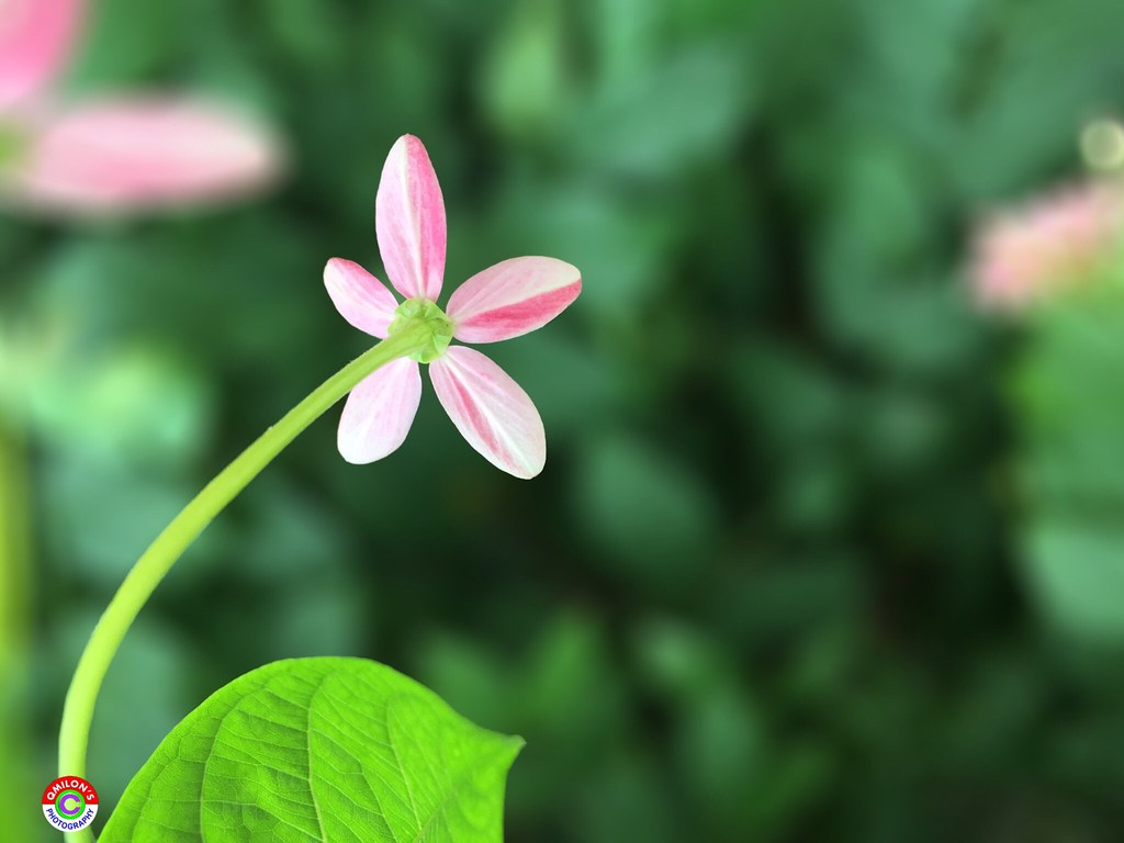 Membangkitkan Emosi: Seni Merangkai Bunga ala Medan